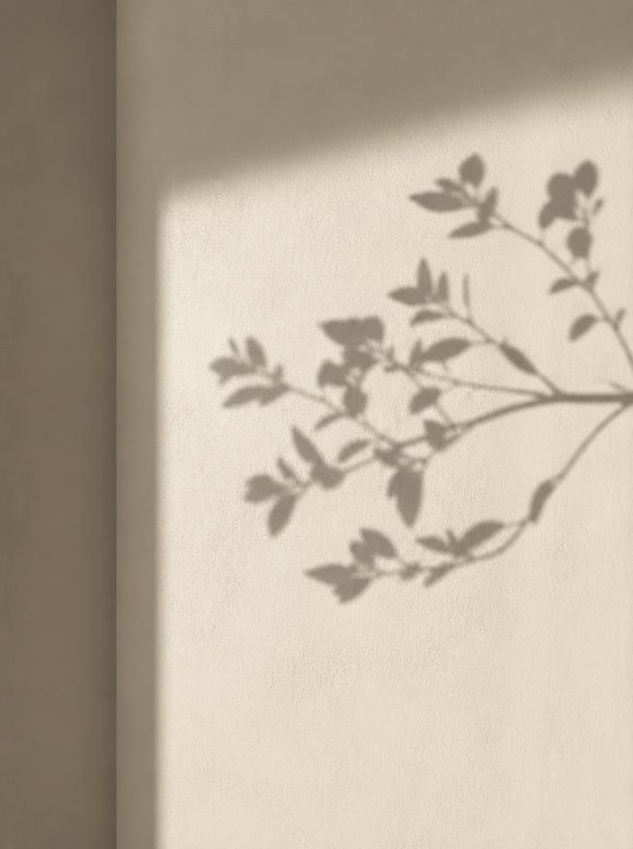 The delicate shadow of a branch cast on a minimalist wall